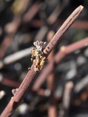 Cynanchum viminale viminale