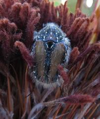 Trichostetha capensis