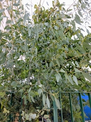 Eucalyptus gunnii