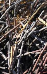 Cynanchum viminale viminale