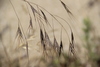 Barren Brome - Photo (c) Шильников Дмитрий Сергеевич, some rights reserved (CC BY-NC), uploaded by Шильников Дмитрий Сергеевич