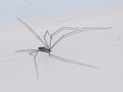 Crossopriza