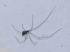 Crossopriza
