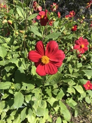 Dahlia coccinea