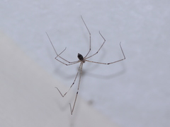 Crossopriza