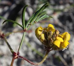 Rhynchosia ferulifolia