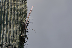 Tillandsia califanii
