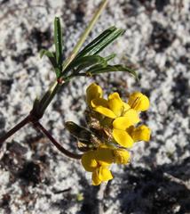Rhynchosia ferulifolia