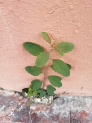 Porophyllum ruderale