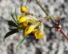 Rhynchosia ferulifolia