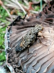 Ontholestes tessellatus