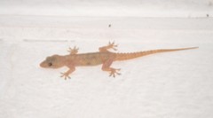 Hemidactylus brookii