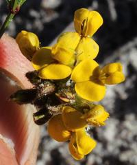 Rhynchosia ferulifolia