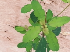 Porophyllum ruderale