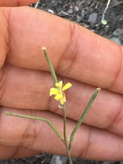 Erysimum angustatum