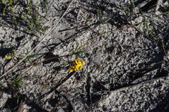 Rhynchosia ferulifolia