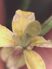 Erysimum angustatum
