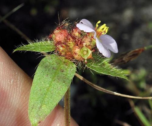 Antherotoma naudinii