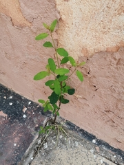 Porophyllum ruderale