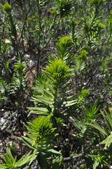 Pteronia fasciculata