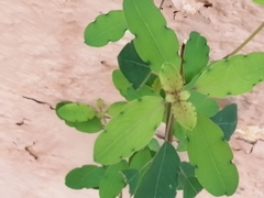 Porophyllum ruderale