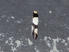 Monopis trimaculella