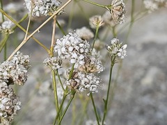 Gypsophila capitata