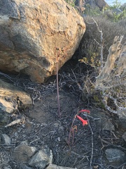 Zephyranthes phycelloides