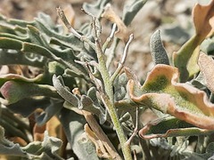 Matthiola daghestanica