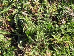 Cirsium vulgare vulgare