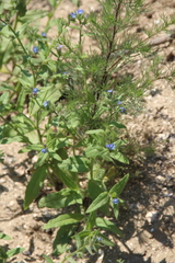 Anchusa arvensis orientalis