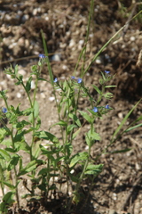 Anchusa arvensis orientalis