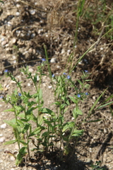 Anchusa arvensis orientalis