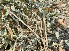 Matthiola daghestanica