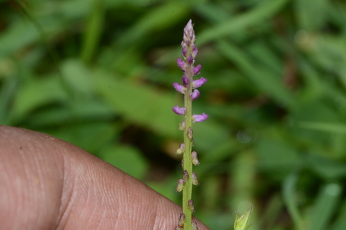 Image of Salomonia ciliata by no rights reserved