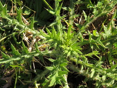 Cirsium vulgare vulgare