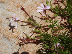 Pelargonium laevigatum laevigatum