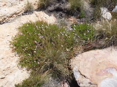 Pelargonium laevigatum laevigatum