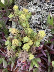 Castilleja latifolia