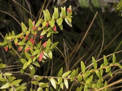 Metrosideros stipularis