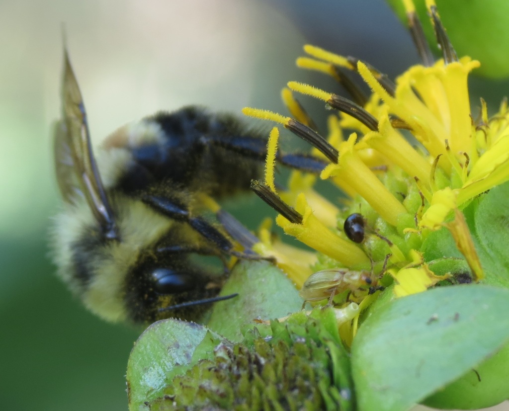 Rusty Patched Bumble Bee In August 2021 By Wmct276 · Inaturalist