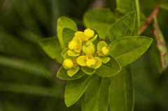 Euphorbia austriaca