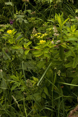 Euphorbia austriaca