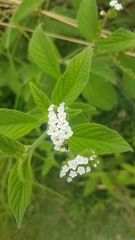 Heliotropium rufipilum