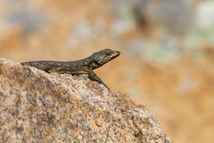 Karusasaurus polyzonus