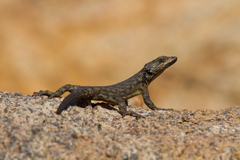 Karusasaurus polyzonus