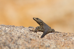 Karusasaurus polyzonus