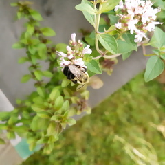 Bombus impatiens