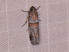 Acrobasis comptella