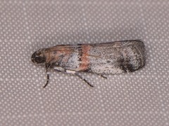 Acrobasis comptella